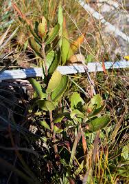Image result for Myrica chimanimaniana