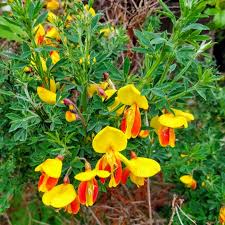 See more ideas about broom plant, planting flowers, pet birds. Cytisus Scoparius Firefly Broom Firefly In Gardentags Plant Encyclopedia