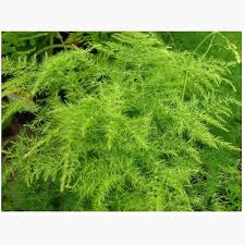 Image result for Asparagus setaceus