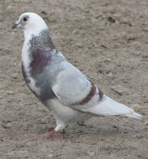 What to see and do on a budapest short break. List Of Pigeon Breeds