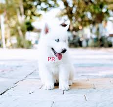 We'll break the article in the following sections White Siberian Husky With Blue Eyes Home Facebook