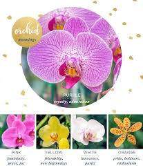Jul 01, 2015 · daisies are great flowers to show your undying love. Orchid Meaning And Symbolism Ftd Com