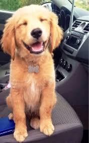 Golden Yavru Retriever Puppy Cute Animals Smartest Dog Breeds