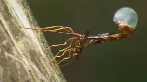 Pigeon horntail in taylorsville utah, tremex columba, large orange and yellow wasp with black stripes, utah wood wasps, female tremex columba, insects of utah, amazing nature. Giant Ichneumon Wasp Megarhyssa Macrurus Ovipositing Natural History Nature Documentary