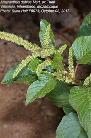 Image result for Amaranthus dubius