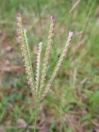 Image result for Chloris pilosa