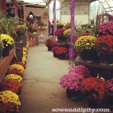 You should choose a location that offers each year, the mums will get a little bigger, and your garden will fill out. How To Care For Fall Mums