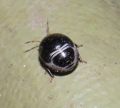Black And White Striped Beetle Black Ladybug Black Ladybug Beetle Black Ladybug Beetle Ladybug