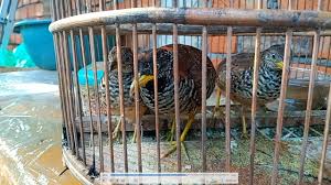 Kriteria kandang ternak burung puyuh yang pertama adalah kapasitas kandang yang mampu menampung jumlah burung yang banyak. Pikat Puyuh Cara Melatih Puyuh Merawat Agar Cepat Jinak By Hobby Kita