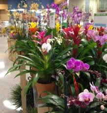 Publix aprons gourmet chicken burger, feta and bell pepper, $5.99/lb. Upscale Classy Personable Publix Opens In West Knoxville Oh The Places We See