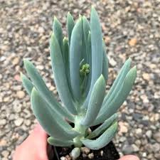 Image result for Senecio sp.no.2