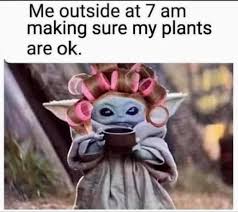 Me Outside At 7 Am Making Sure My Plants And Chickens Are Ok Gardening Memes Plant Jokes Yoda Meme
