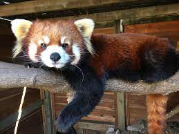 Pin By Sarah Goodyear On Red Panda Love Cute Animals Red Panda Panda Love