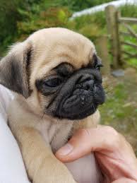 If you want to buy a puppies are always going to cost more than an older pug or a rescue. Pug Puppies Price Reduced Boncath Pembrokeshire Pets4homes