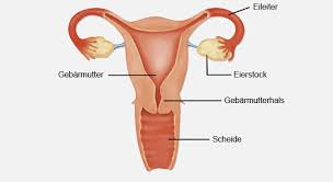 Endometrium ist der medizinische fachbegriff für die schleimhaut der gebärmutter. Endometriose