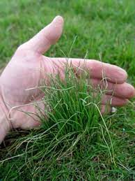 Before planting grass seed, make sure the area receives at least six hours. How Did That Get Into My Lawn Onion Grass Green Lawn Fertilizing
