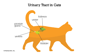 A perineal urethrostomy (pu) is a surgical reconstruction of the tube your pet urinates through called the urethra.the purpose is to create your cat will require a special litter for his recovery. Urethral Disorder In Cats