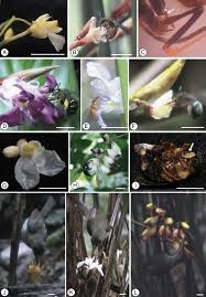 Image result for Halopegia azurea