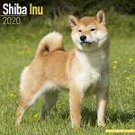Shiba Inu Dog Breed Information - American Kennel Club