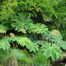 10 Plantes Exotiques Et Rustiques Pour Jardin Jungle En 2020 Plante Exotique Arbres Pour Petit Jardin Petits Jardins Tropicaux