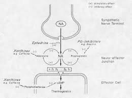 Amp → adenosine → inosine → hypoxanthine → xanthine → uric acid. Ephedrine