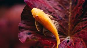 Pleco fish will easily uproot and destroy any plants that aren't securely rooted. How To Take Care Of A Sucker Fish Pictures Info More It S A Fish Thing