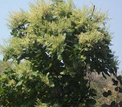 Image result for Cynorkis buchananii