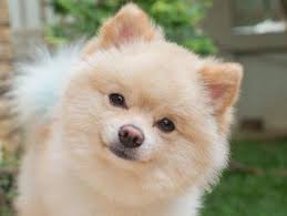 Both facilities sold to the furrylicious pet store in nj in 2015. The Pet Shoppe Pet Store Middletown Nj