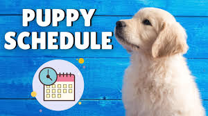 Golden retriever puppy training timeline: Puppy Schedule Daily Youtube