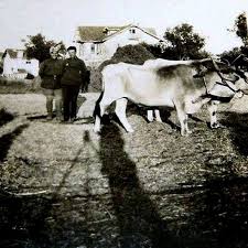 Pendik 1930 Lar Istanbul Resimler Ve Manzara