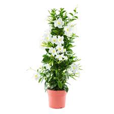 Image result for dipladenie žlutá obrázek