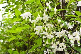 Check spelling or type a new query. Ranteng On Twitter 7 Melati Melati Mengeluarkan Bunga Putih Bersaiz Kecil Yg Baunya Harum Menarik Ia Cepat Membesar Lasak Aroma Harum Yang Lembut Tidak Terlalu Tajam Melambangkan Kelembutan Nyaman