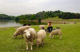 Il partage une culture et des valeurs communes à travers une démarche explicitée et organisée autour d'une approche pédagogique de qualité. Nos Idees Sorties A La Ferme En Ile De France