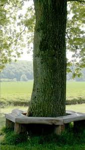 Der aufbau, um eine holz rundbank um baum und pflanzen zu stellen. Die 15 Besten Ideen Zu Baumbank Baumbank Bank Um Baume Bank