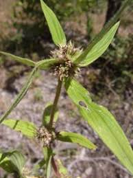 Image result for Spermacoce ruelliae