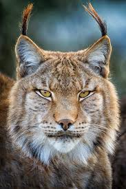 Lynx is a text browser for the world wide web. Beautiful Wildlife Lynx Portrait By C Mario Moreno Eurasian Lynx Lynx Lynx Cabarceno Nature Park In Cantabria Spain Animals Tiere Haustiere Katzen