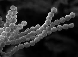 Image result for Penicillin