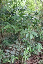 Image result for Morinda asteroscepa