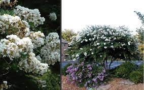 Maybe you would like to learn more about one of these? Buy Acoma Weeping White Crape Myrtle Free Shipping 5 Gallon Pot For Sale From Wilson Bros Gardens Online