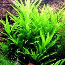 Image result for Hygrophila cataractae