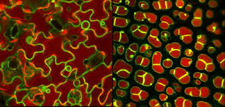 We did not find results for: The Vacuole Not Just An Empty Hole