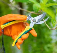 Pruning Shears vs. Hand Pruners: What's the Difference?