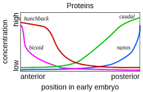 Gently stir the collection basket to wash the embryos. Drosophila Embryogenesis Wikipedia