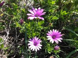 Image result for Afroqueta capensis