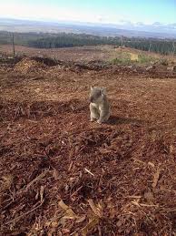 Account Suspended Koala Animals Habitats
