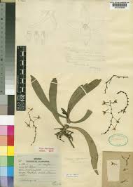 Image result for Aerangis ugandensis