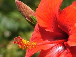 How To Dry Hibiscus Flowers For Tea Hunker Dried Hibiscus Flowers Hibiscus Drink Hibiscus Tea