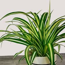 Although spider plants are best known as an indoor plant, you can grow them outdoors in a warm, tropical climate. Chlorophytun Comosum Spider Plant The Nunhead Gardener