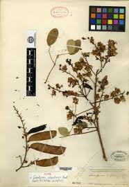 Image result for Caesalpinia glandulosopedicellata