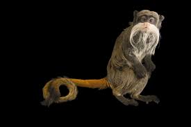 We did not find results for: Photo Ark Emperor Tamarin National Geographic Society